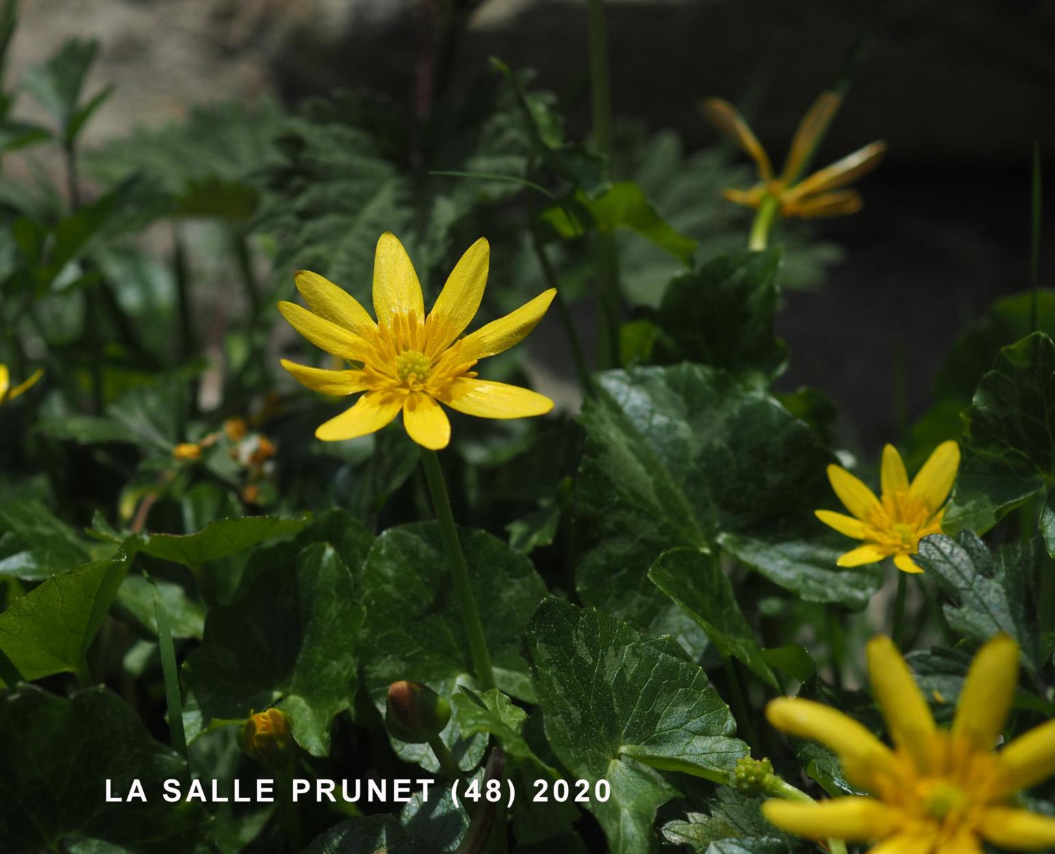 Celandine, Lesser